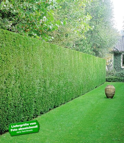 baldur-garten-leyland-zypressen-hecke-50-pflanzen-im-9x9-cm-topf image 6