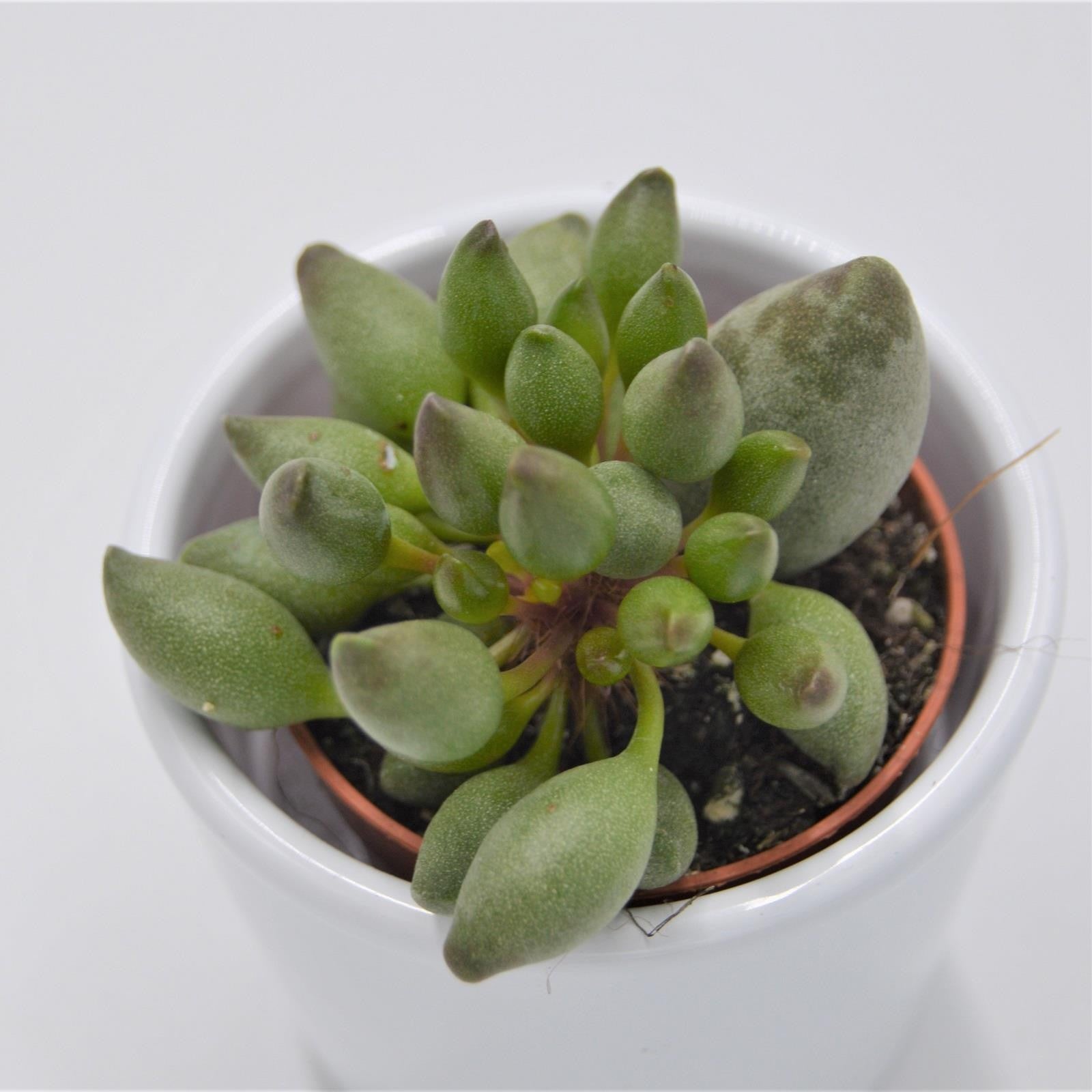 pasiora-adromischus-cristatus-var-clavifolius-sukkulente-5-5cm image 1