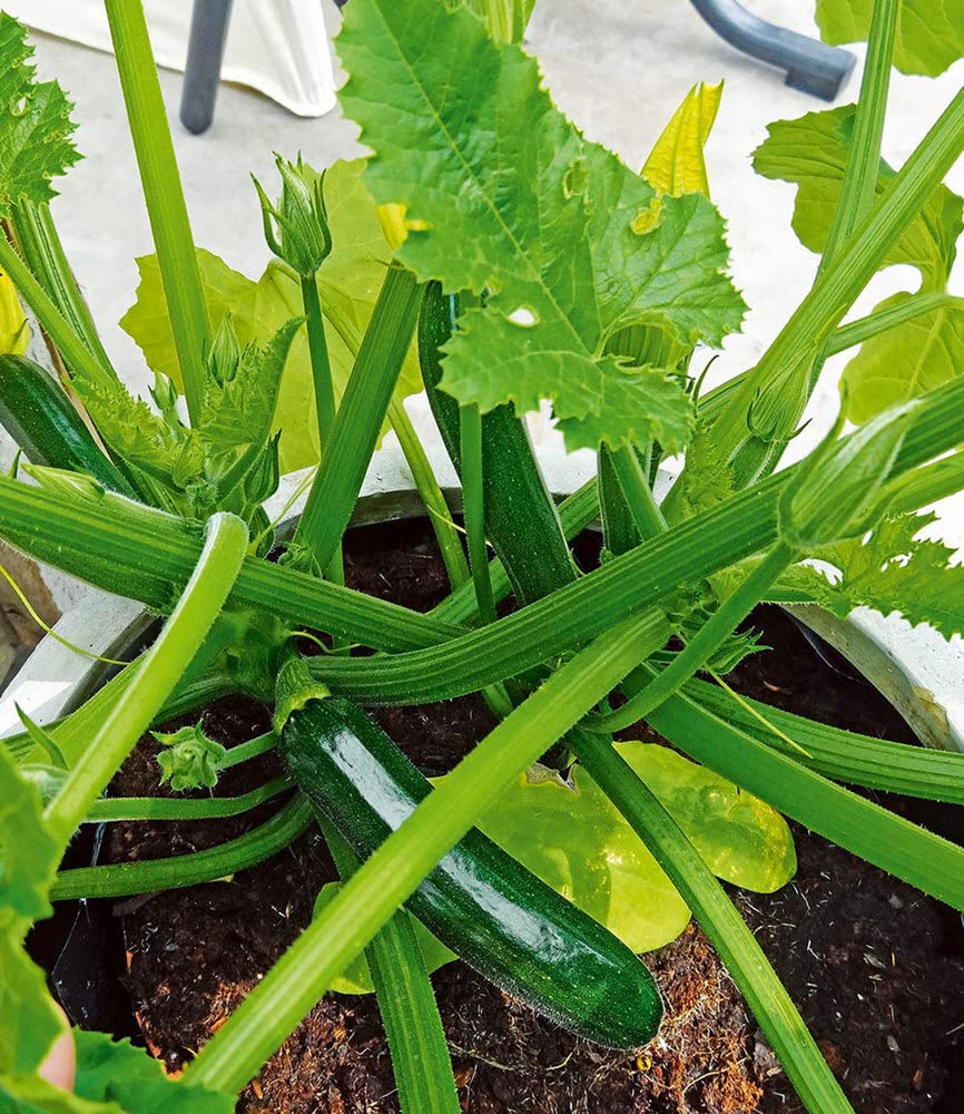baldur-garten-topf-zucchini-easy-pick-green-f1-2-pflanzen-f-r-balkon image 2