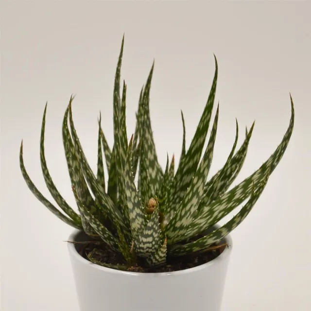 pasiora-aloe-jaco-sukkulente-10-5-cm-topf image 1