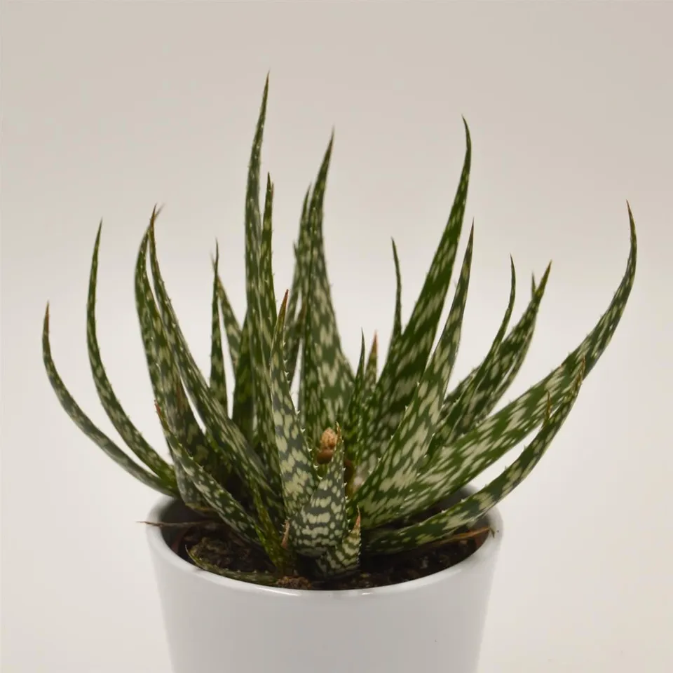pasiora-aloe-jaco-sukkulente-10-5-cm-topf image 1