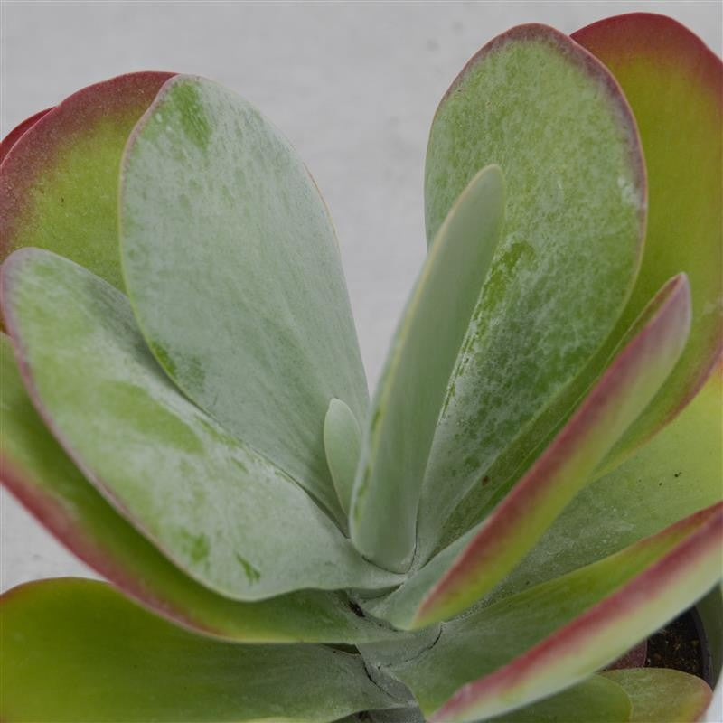 pasiora-kalanchoe-thyrsiflora-sukkulente-12cm-topf image 3