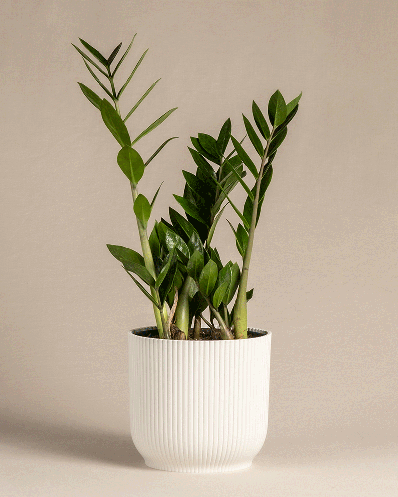 feey-gl-cksfeder-zamioculcas-zamiifolia-pflegeleichte-zimmerpflanze image 8