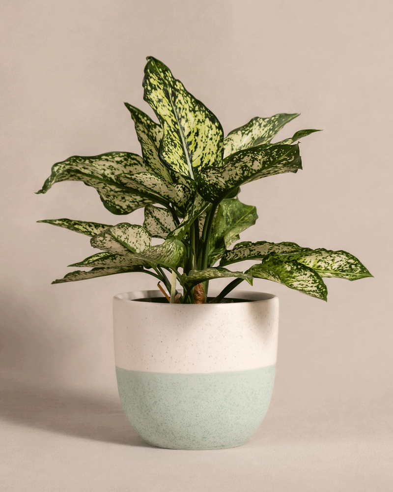 feey-aglaonema-kiwi-kolbenfaden-klein image 4