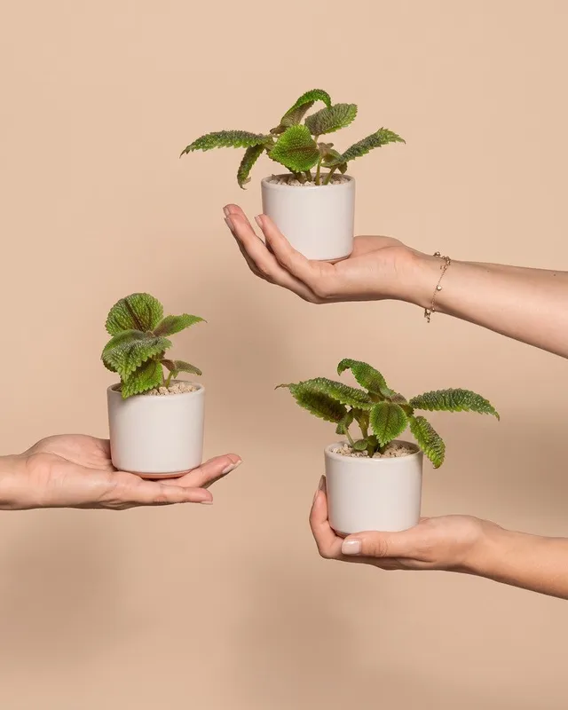 feey-baby-pilea-moon-valley-3er-set image 1