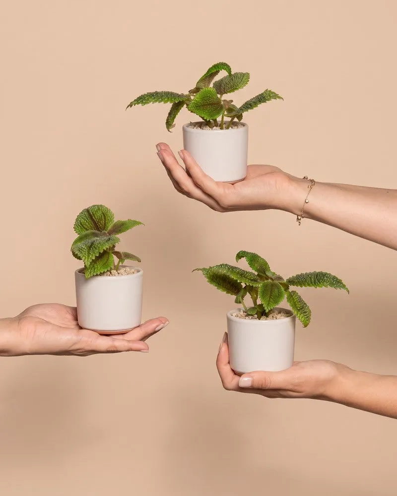 feey-baby-pilea-moon-valley-3er-set image 1