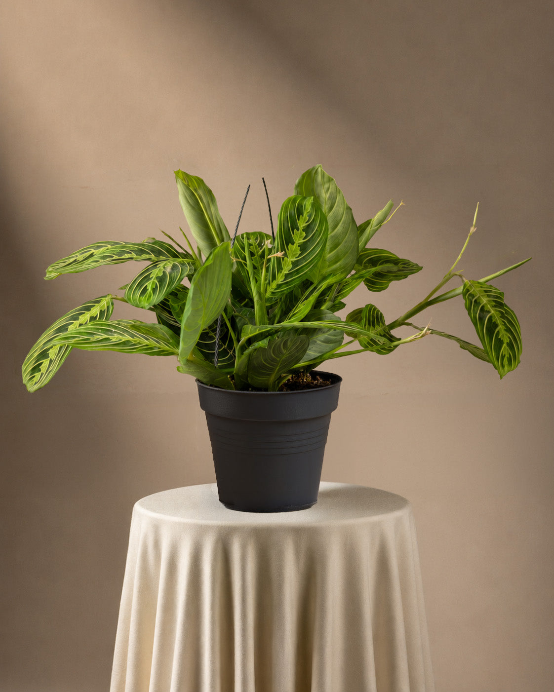 feey-maranta-lemon-lime-rarit-t-prayer-plant image 3