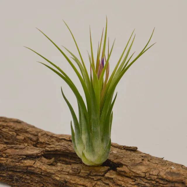 pasiora-tillandsia-kolbii-ionantha-scaposa-luftpflanze image 1