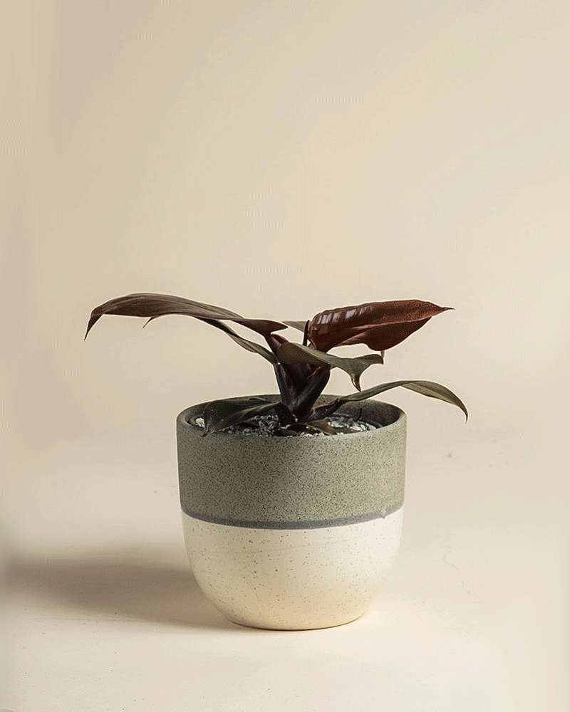 feey-philodendron-red-sun-zimmerpflanze-mit-rotem-austrieb image 4