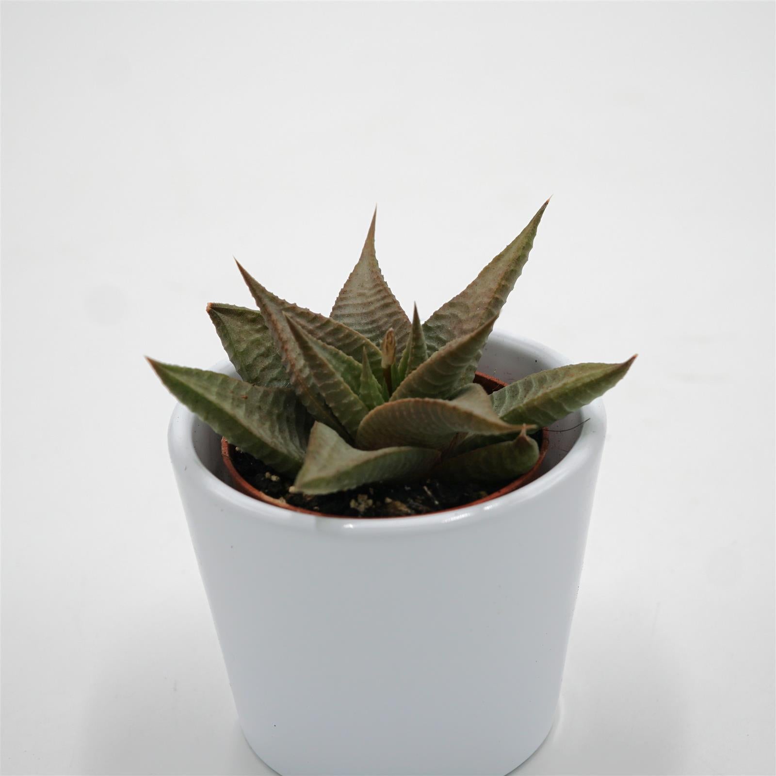 pasiora-haworthia-limifolia-roux-sukkulente-5-5-cm-topf image 2