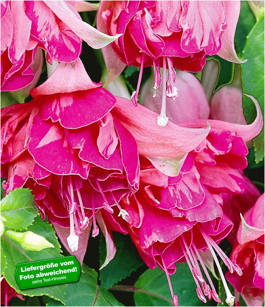 baldur-garten-riesen-fuchsie-bicentennial-2-pflanzen-fuchsia-9x9-cm-topf image 1
