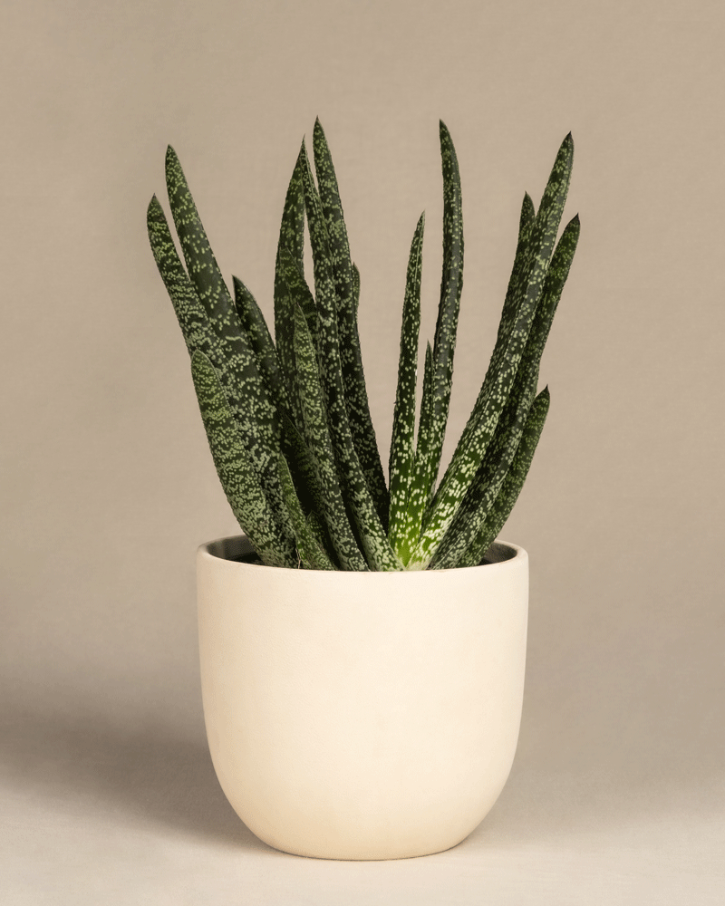 feey-gasteria-verrucosa-sukkulente-zimmerpflanze image 6