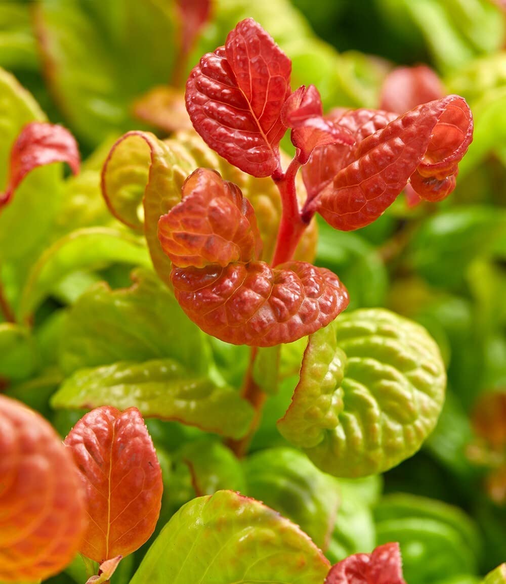 baldur-garten-traubenheide-curly-gold-im-2-liter-topf image 4