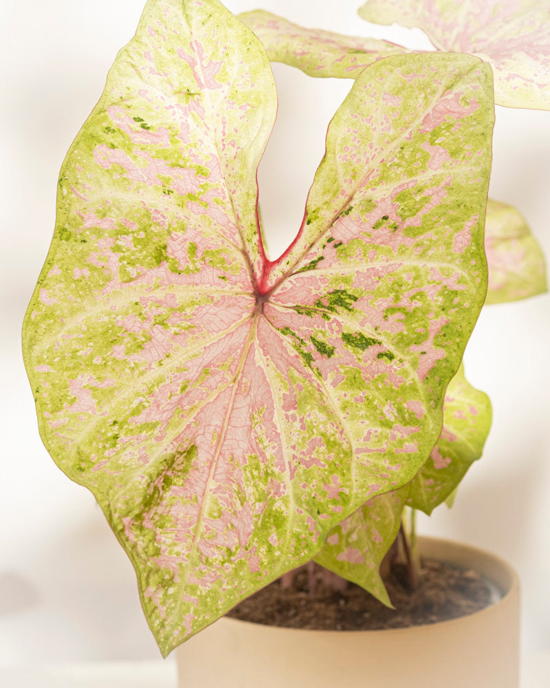 feey-caladium-seafoam-pink-zimmerpflanze-rosa-gr-n-mittel image 2