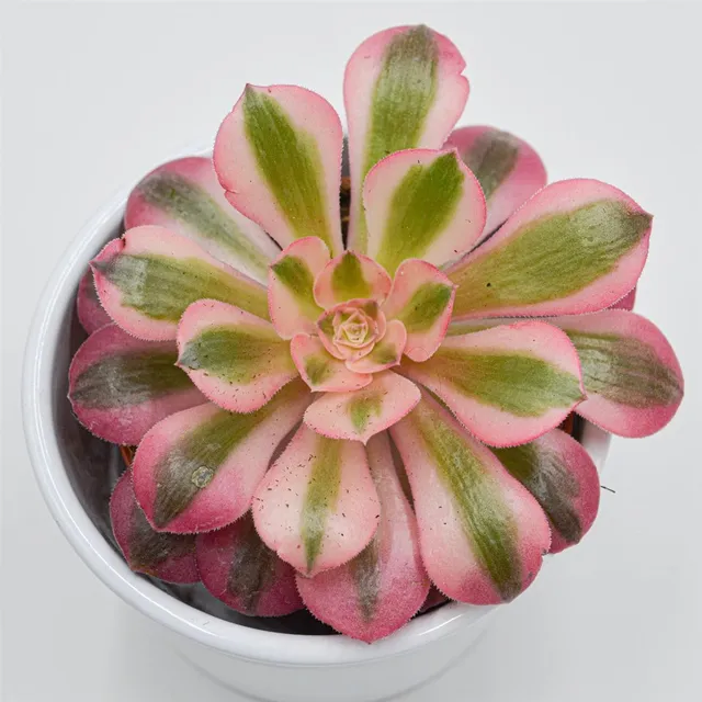 pasiora-aeonium-pink-witch-sukkulente-8-5cm-topf image 1
