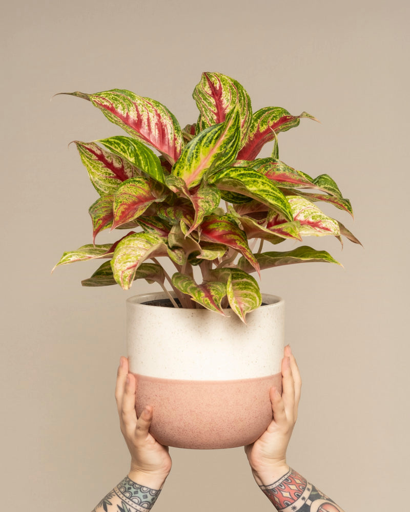 feey-aglaonema-siam-violet-zimmerpflanze image 1