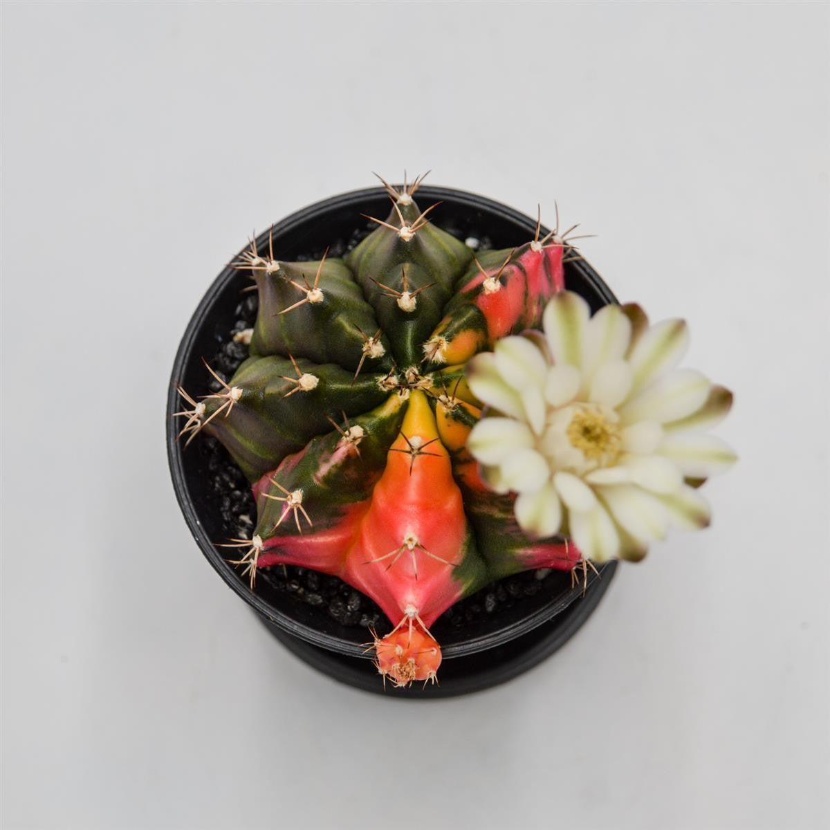 pasiora-gymnocalycium-mihanovichii-f-variegata-kaktus-8cm image 5