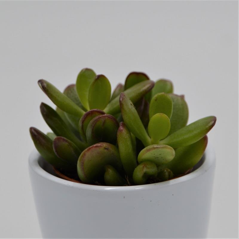 pasiora-crassula-ovata-convoluta-sukkulente-5-5cm-topf image 2