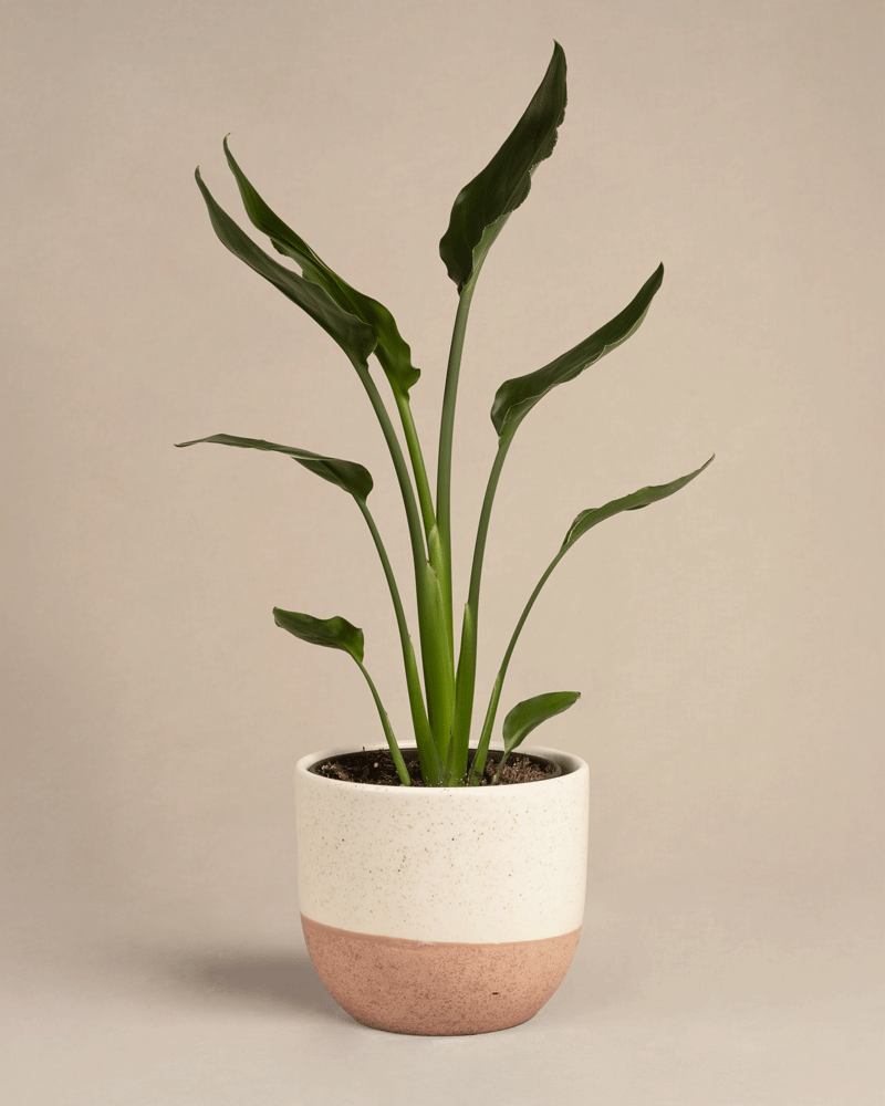 feey-strelitzia-reginae-paradiesvogelblume-mittel image 6