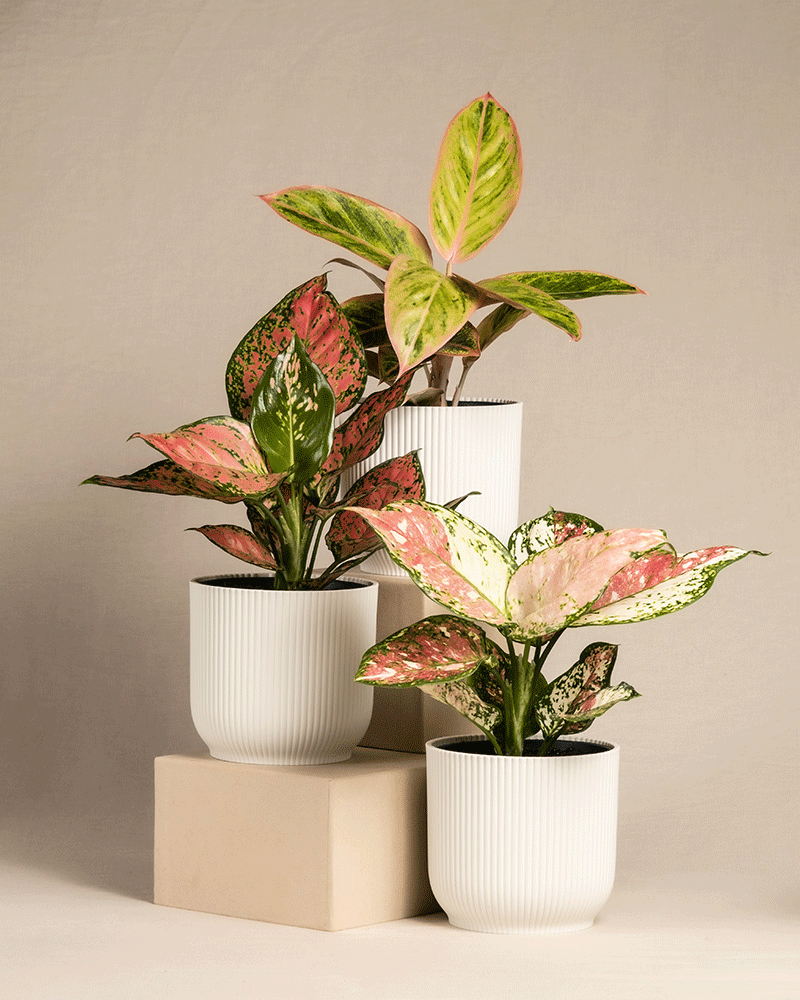 feey-buntes-aglaonema-trio-3x-zimmerpflanze image 8