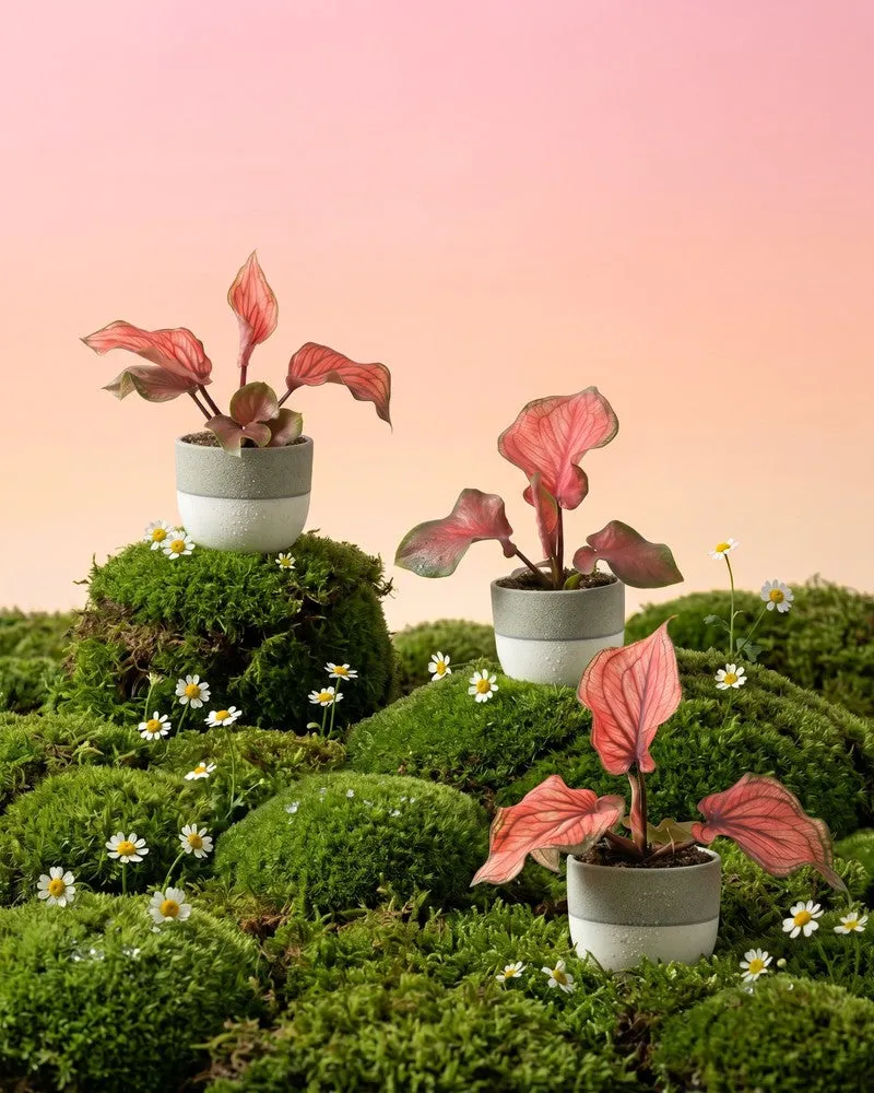 feey-baby-caladium-lucia-3er-set-mini-pflanzen-pink image 1