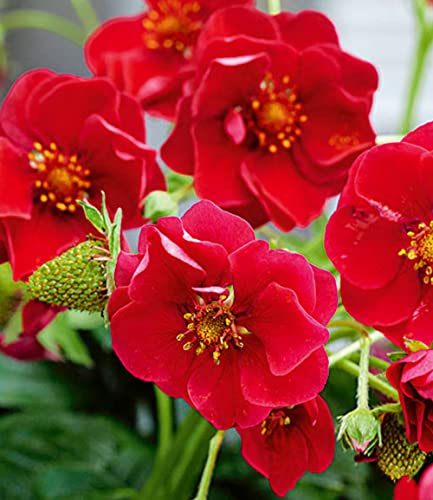 baldur-garten-erdbeere-summer-breeze-rose-3x-pflanzen-im-10-5-cm-topf image 6