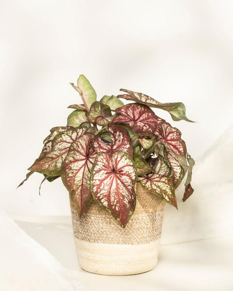 feey-caladium-bicolor-kaladie-buntwurz-zimmerpflanze image 8