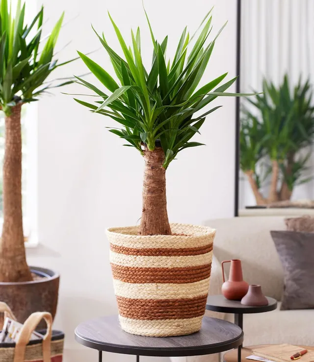 baldur-garten-yucca-palme-maya-14-cm-topf-ca-60-cm-hoch image 1
