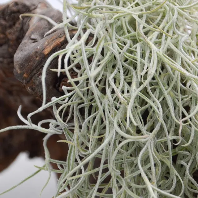 pasiora-tillandsia-usneoides-xtra-large-louisiana-moos image 1