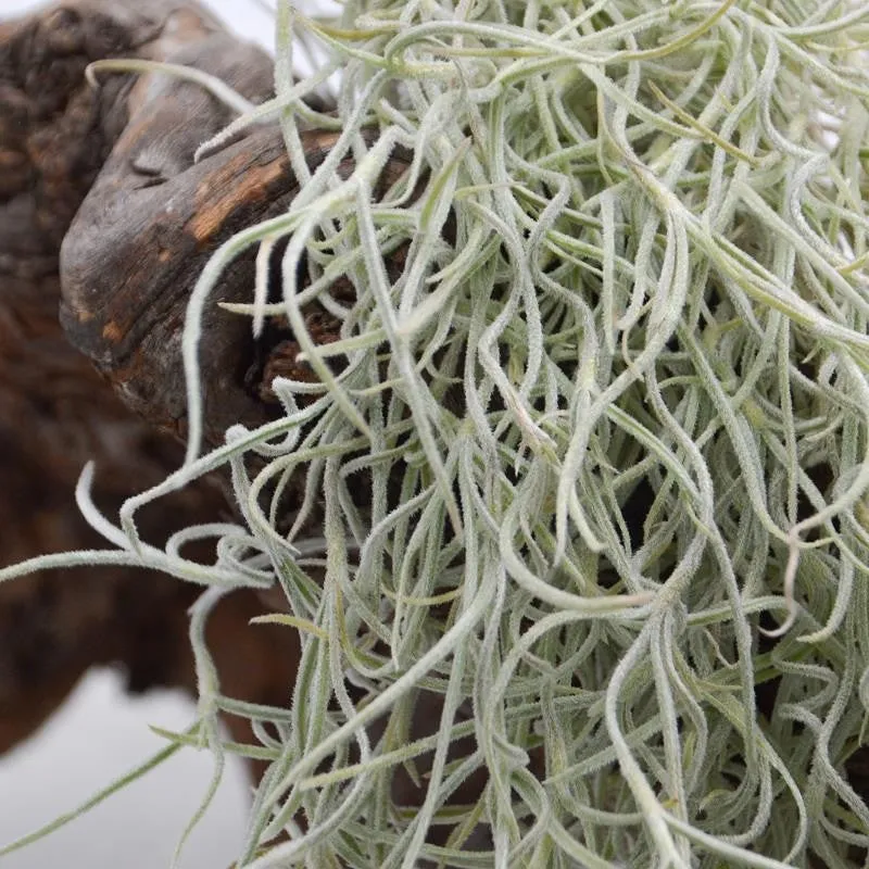 pasiora-tillandsia-usneoides-xtra-large-louisiana-moos image 1