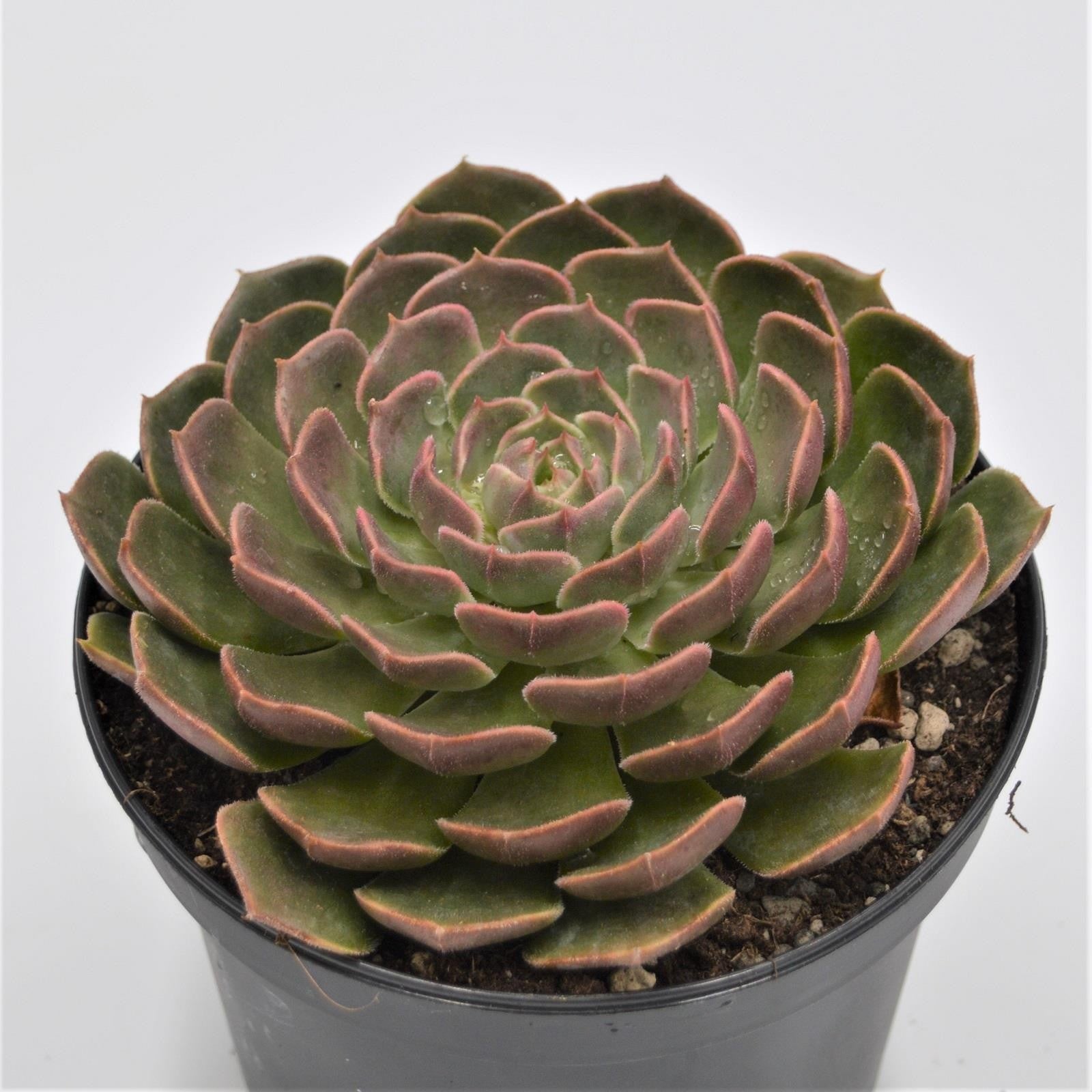 pasiora-echeveria-brown-rose-sukkulente-15-cm-xxl-rosette image 1