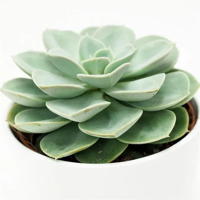 pasiora-echeveria-green-pearl-sukkulente-12cm-topf image 1