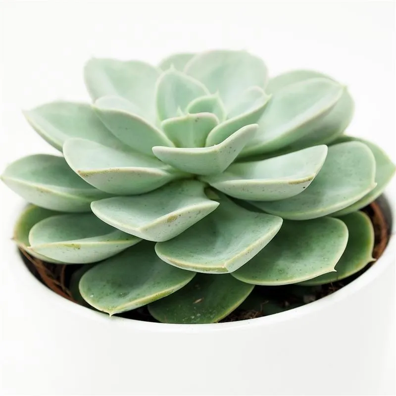 pasiora-echeveria-green-pearl-sukkulente-12cm-topf image 1