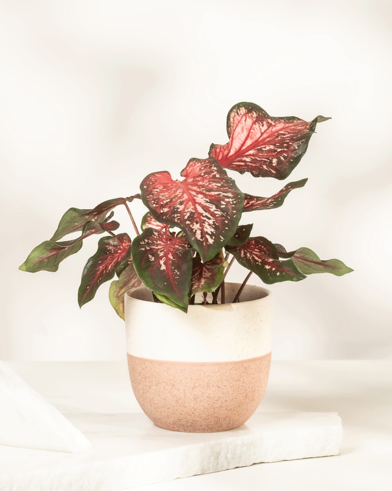 feey-caladium-desert-sunset-zimmerpflanze-klein-mittel image 6