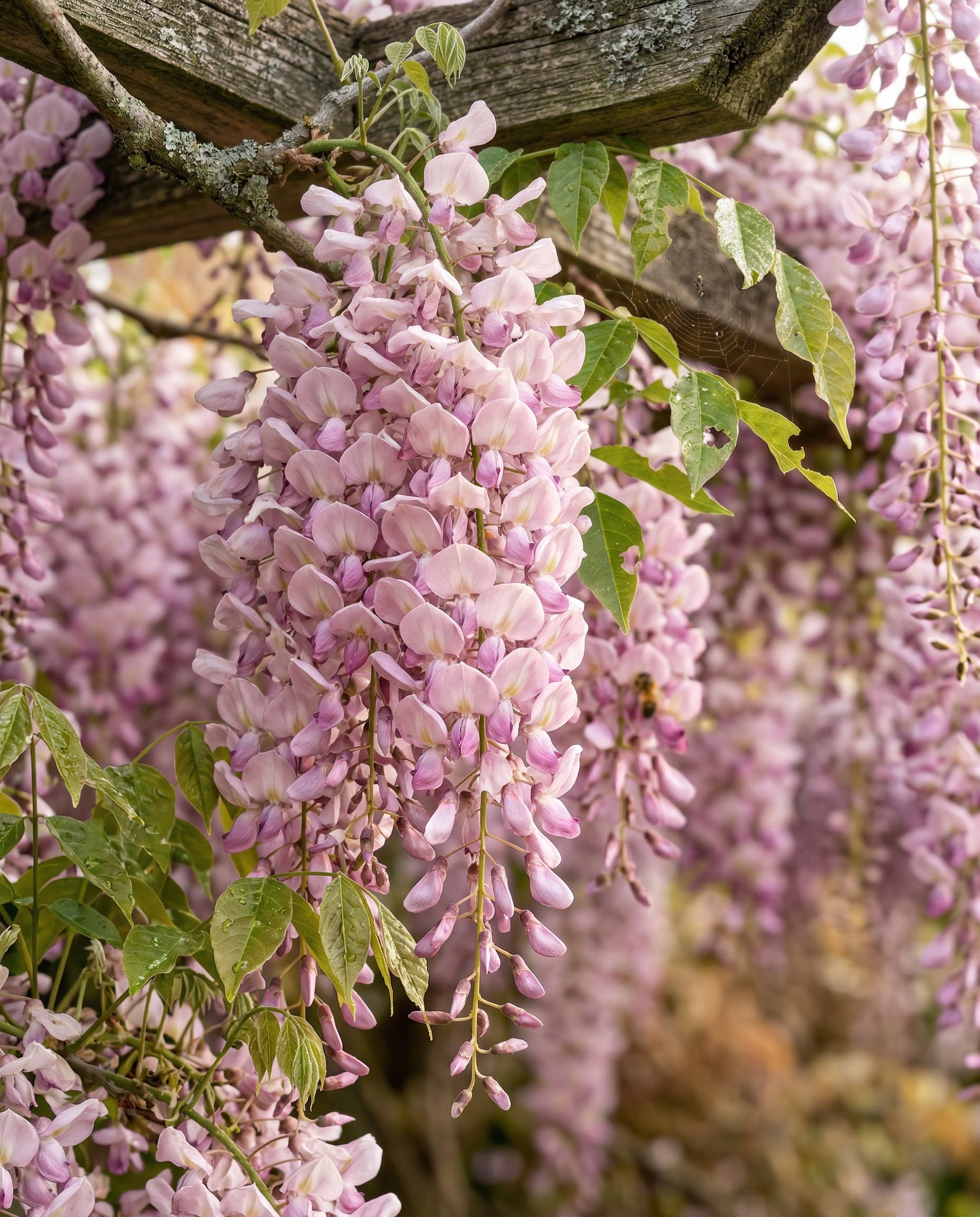 feey-glyzinie-wisteria-floribunda-caroline-kletterpflanze image 8