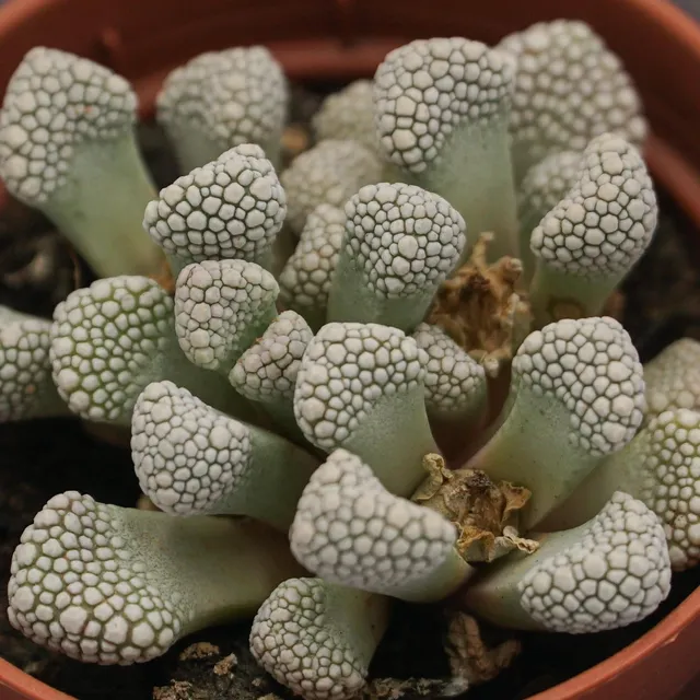 pasiora-titanopsis-schwantesii-echtes-kalkblatt-im-5-5cm-topf image 1