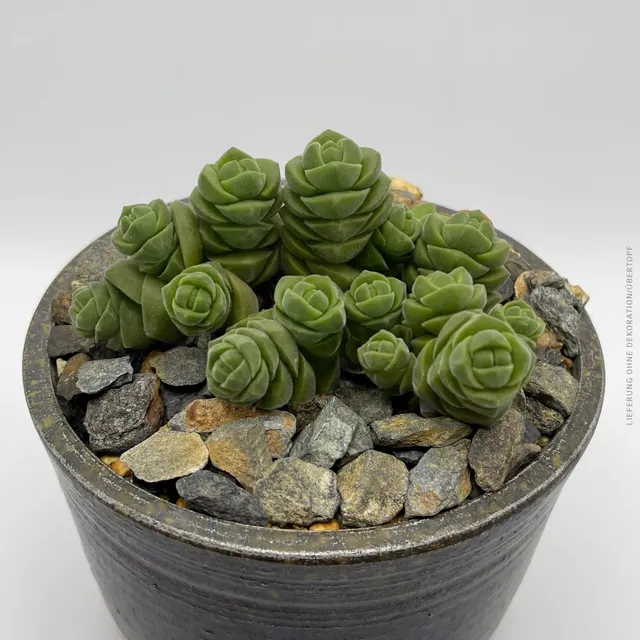 pasiora-crassula-columella-s-ulen-sukkulente-8-5cm-topf image 1