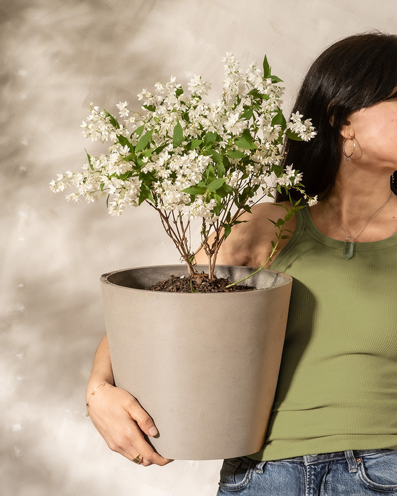feey-deutzia-gracilis-zierliche-deutzie-au-enpflanze image 4