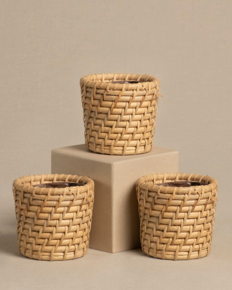 feey-rattan-babypflanzen-korb-calen-3-stk image 8