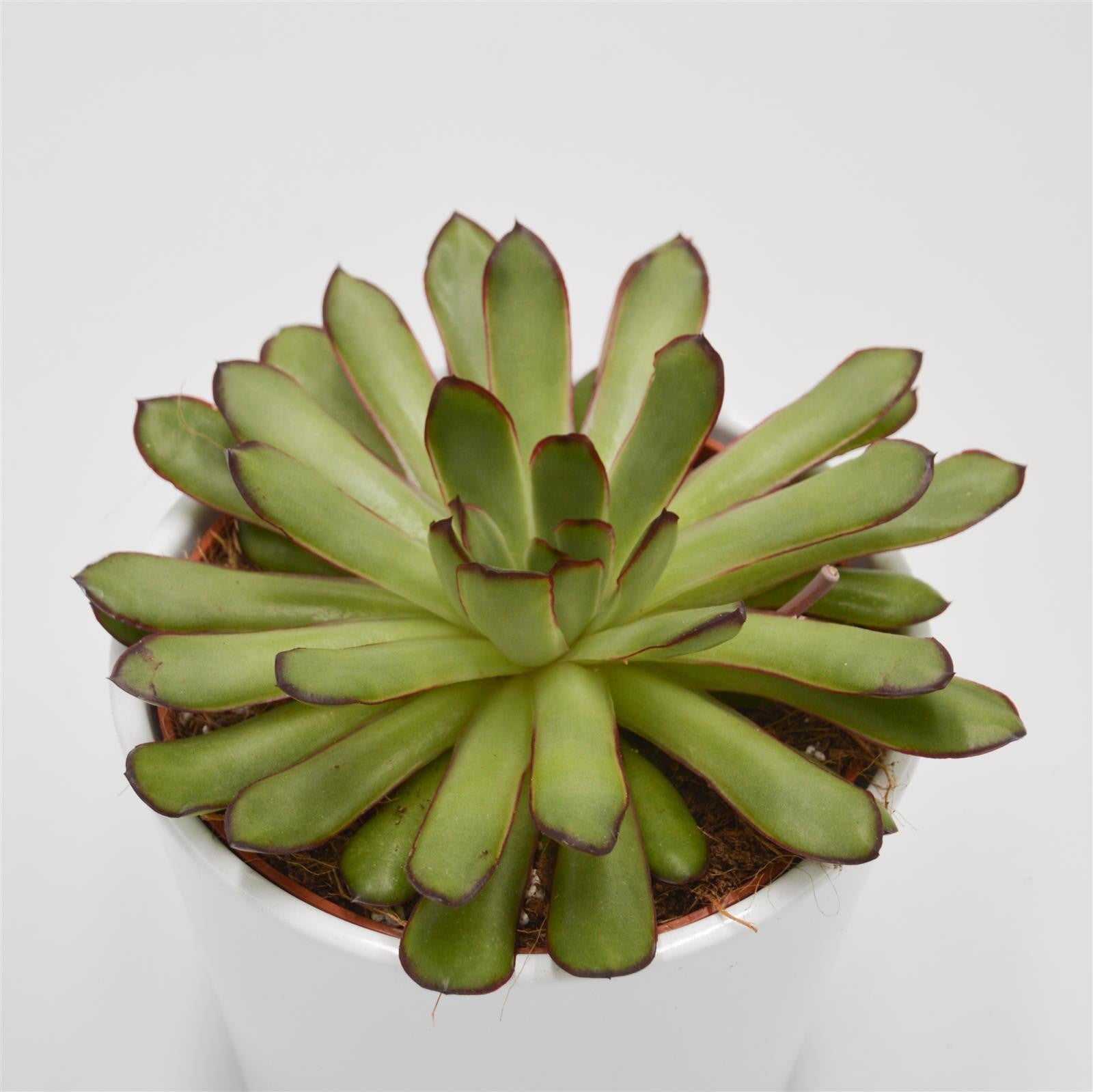 pasiora-echeveria-magma-pearl-echeverie-12cm-topf image 1
