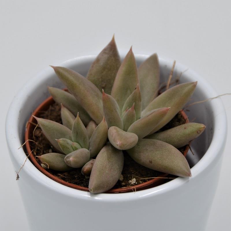 pasiora-echeveria-tolimanensis-sukkulente-5-5-cm image 2