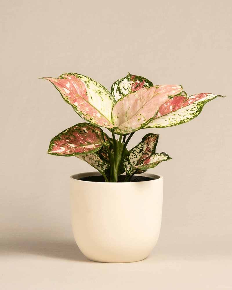 feey-aglaonema-jazzy-red-kolbenfaden-zimmerpflanze-klein image 6