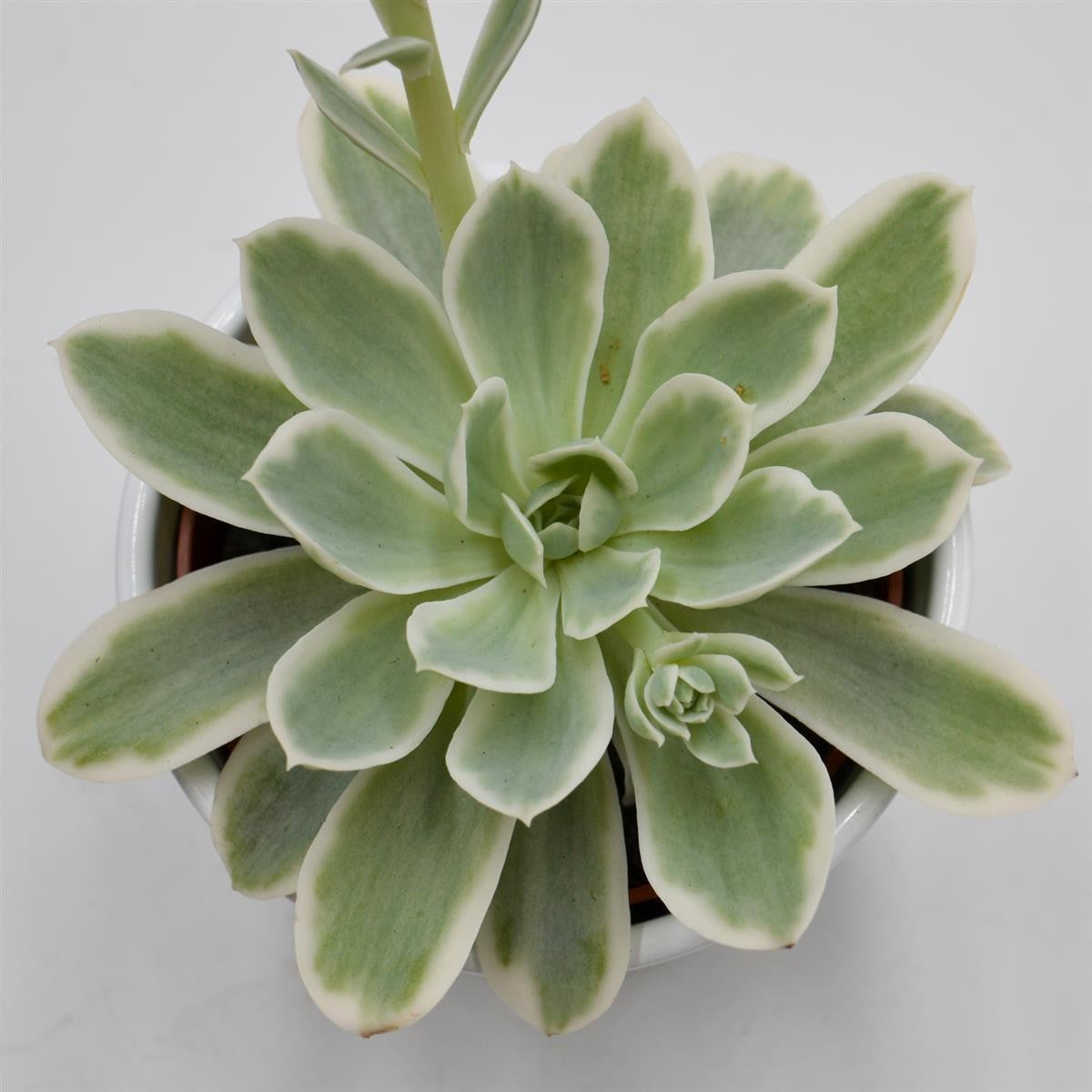 pasiora-echeveria-lemon-rose-f-variegata-echeverie-10-5cm image 1