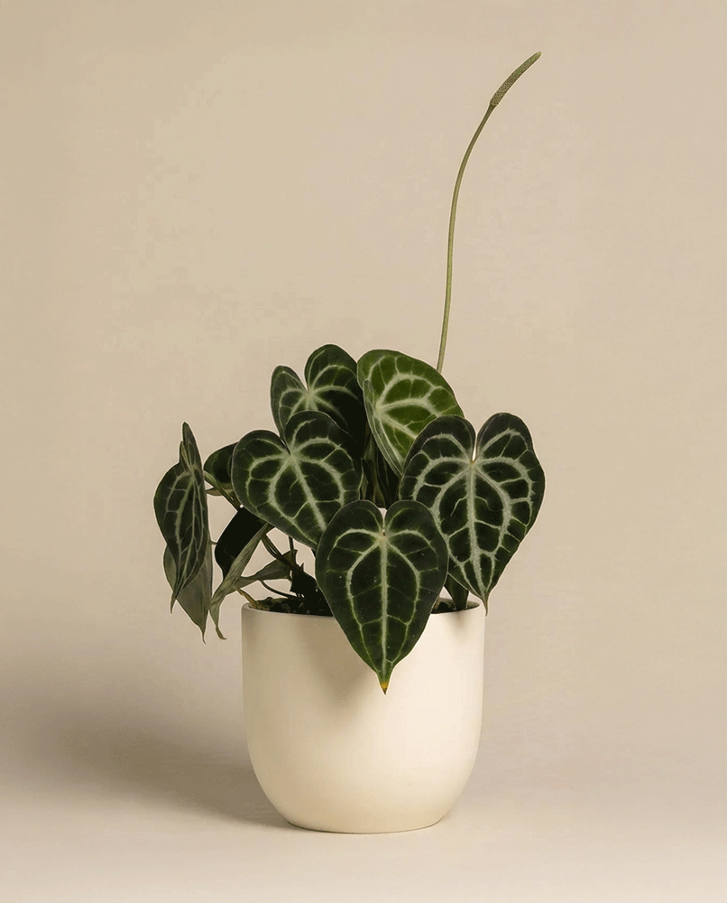 feey-anthurium-clarinervium-zimmerpflanze-herzblattblume-2 image 5
