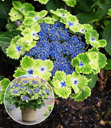 baldur-garten-freiland-hortensie-magical-edgy-green-im-14-cm-topf image 3