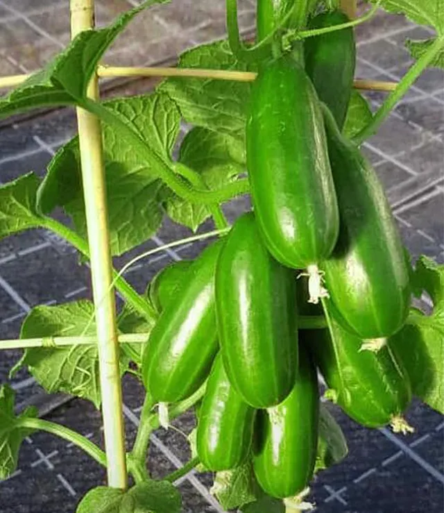 baldur-garten-die-kleine-gurkenfabrik-cucko-2x-pflanzen-im-10-5-cm-topf image 1