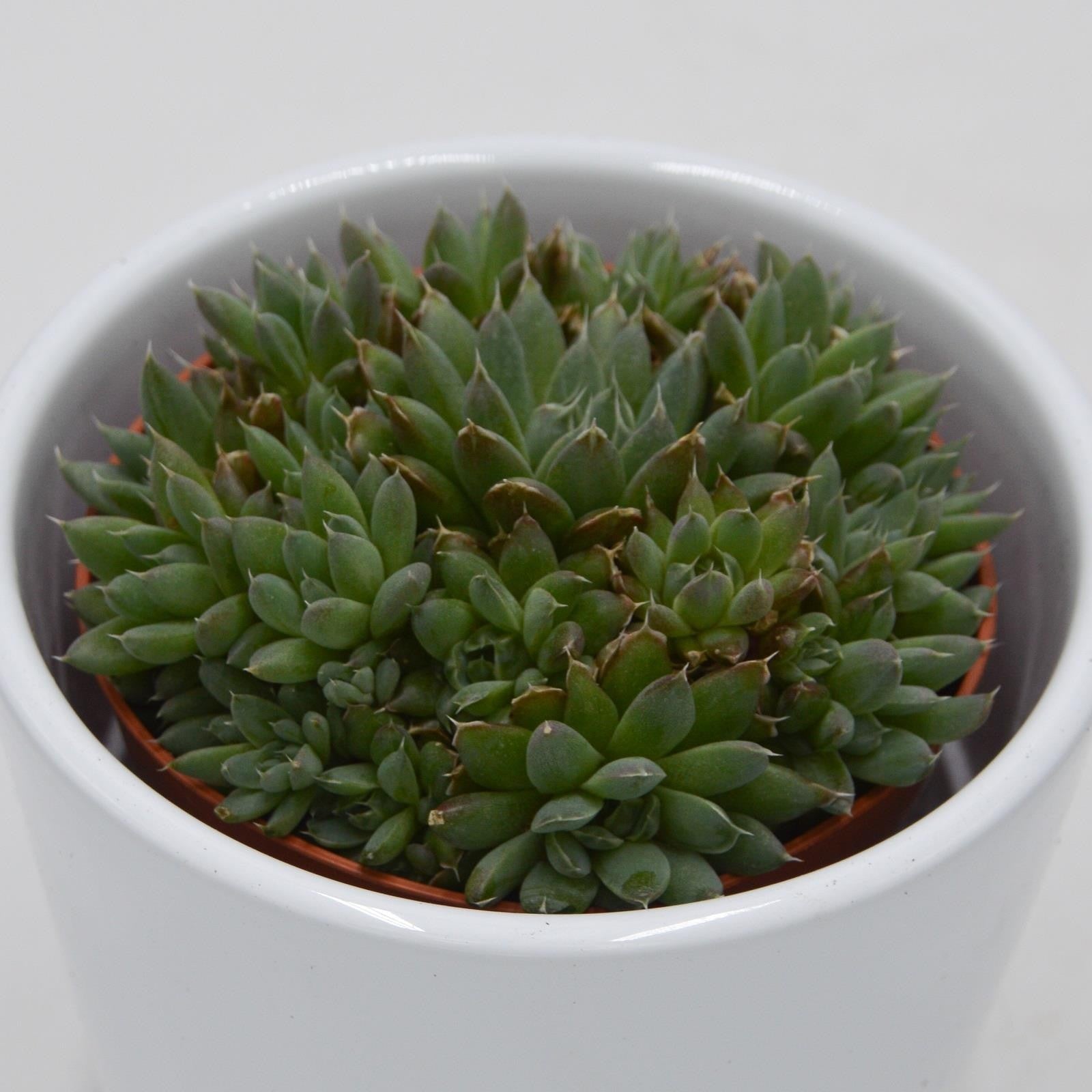 pasiora-orostachys-spinosa-sukkulente-8-5-cm-topf image 1