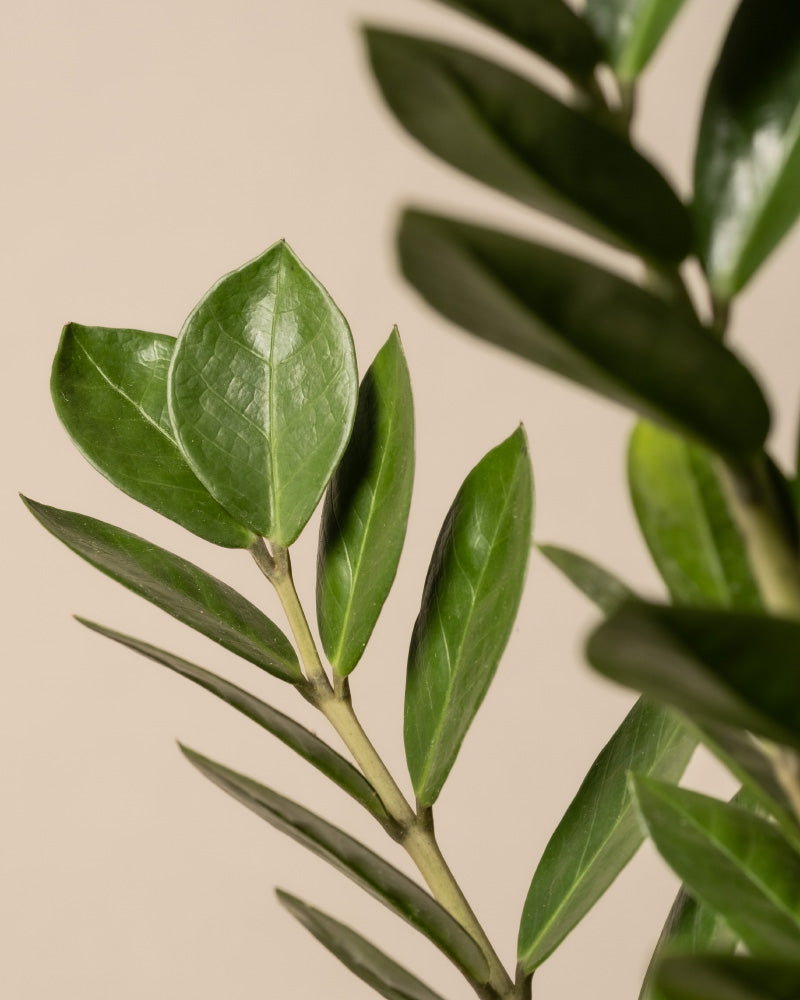 feey-gl-cksfeder-xl-zamioculcas-zamiifolia-gro image 2