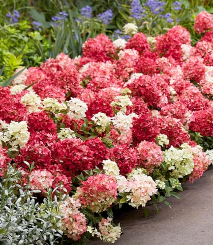 baldur-garten-niedrige-hortensie-groundbreaker-ruby-pflanze-im-14-cm-topf image 5
