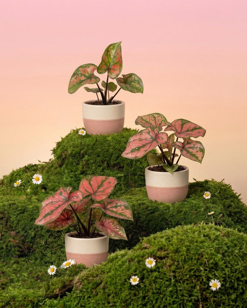 feey-baby-caladium-purple-light-3er-set-babypflanzen image 1